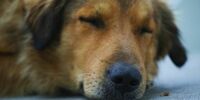 В Самарской области выделят дополнительные деньги на отлов собак