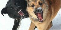 В Красноглинском районе собаки напали на подростка