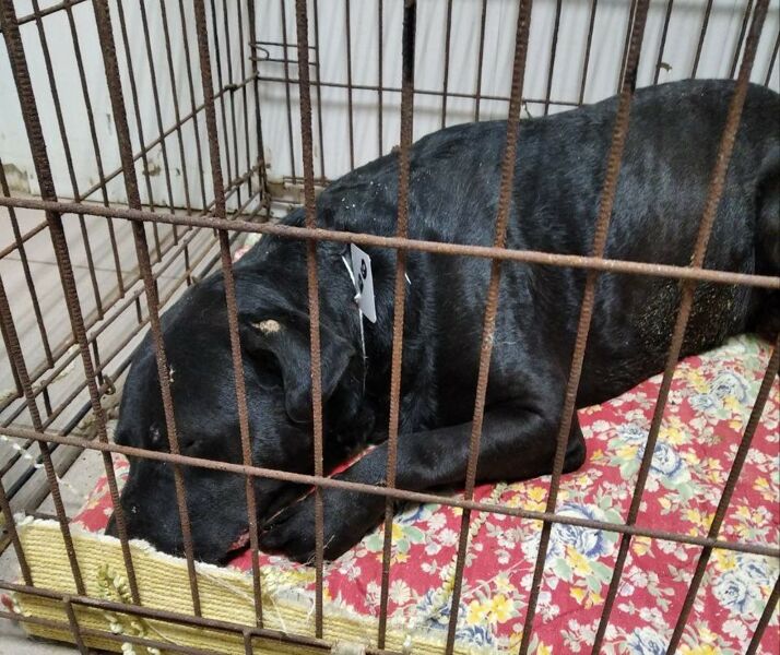 В Самаре спасли собаку из сгоревшей квартиры