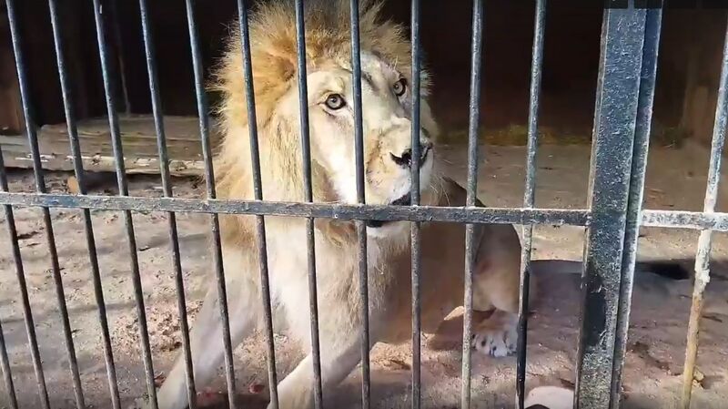 В Самарском зоопарке умер африканский лев