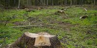 В Самарской области иностранный гражданин получил условный срок за вырубку леса