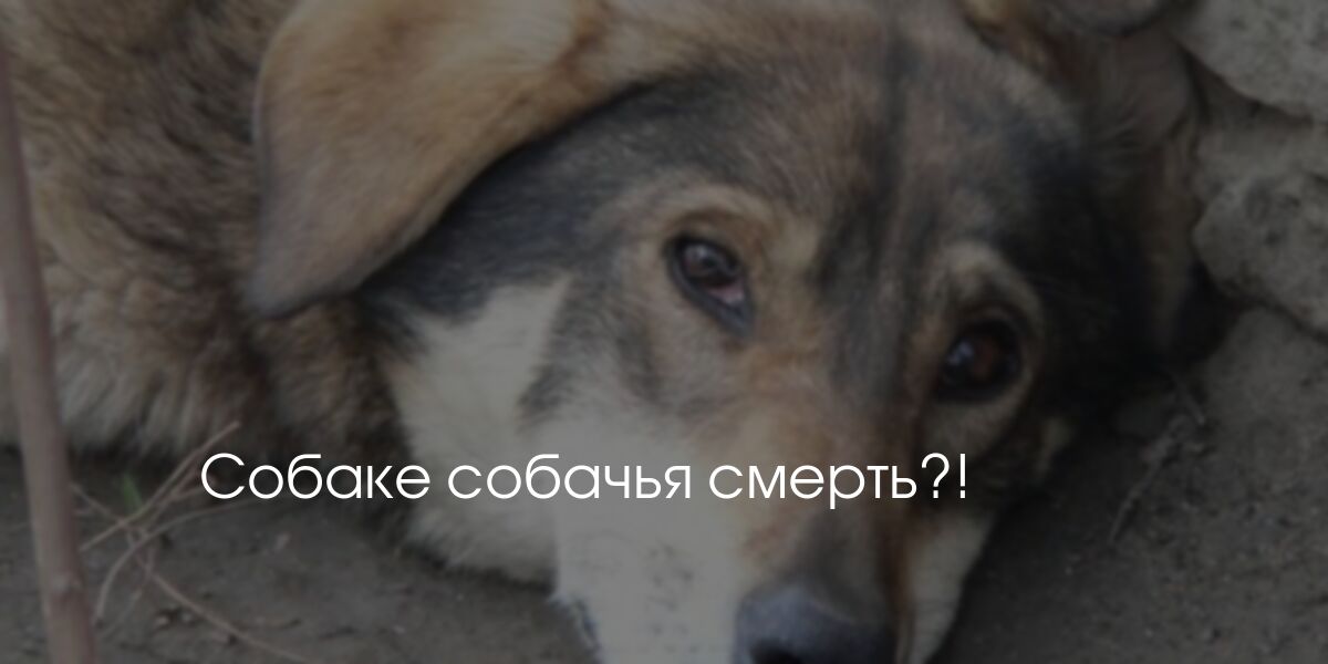 Купить Книгу Собачья Смерть