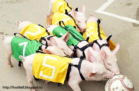 Бразильские свиньи жили напрасно