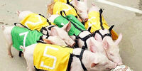 Бразильские свиньи жили напрасно