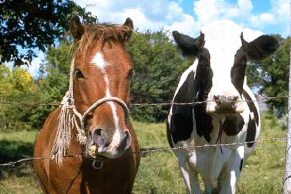 В губернии на конном заводе разводят больных коров