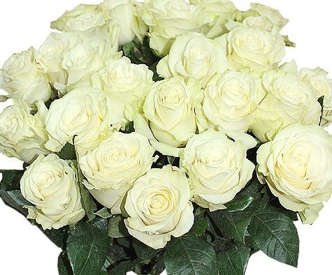 Меркушкин будет дарить за два года до Мундиаля эквадорские розы Мундиал
