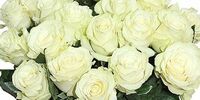 Меркушкин будет дарить за два года до Мундиаля эквадорские розы Мундиал