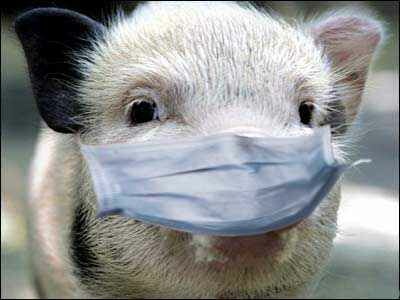 После «пира во время чумы» на губернию идёт африканская чума свиней