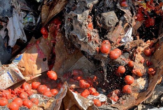 Турецкие томаты в «Преображенке» раздавили трактором