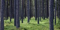 Освоение леса подождёт 