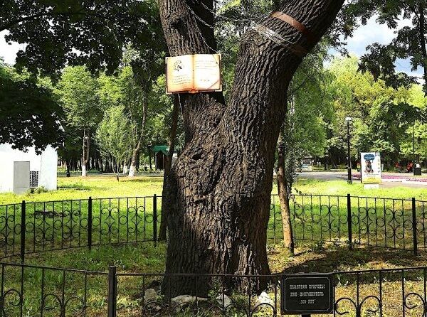 300-летний дуб в парке Гагарина могут «снести» 