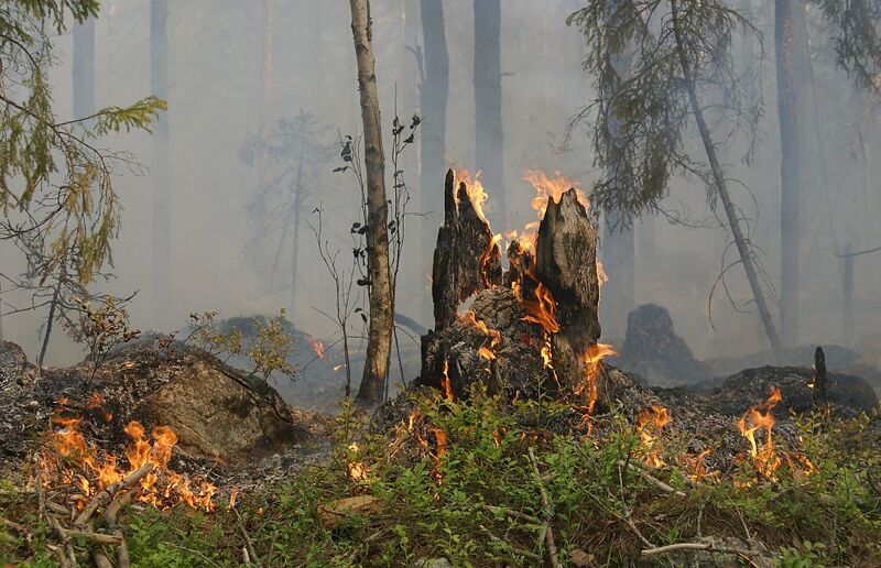 Поджигатель леса «спалился»