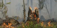 Поджигатель леса «спалился»