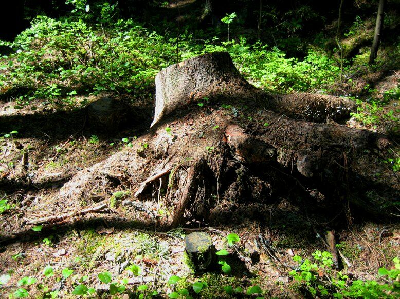В «Новой Самаре» остановили вырубку деревьев