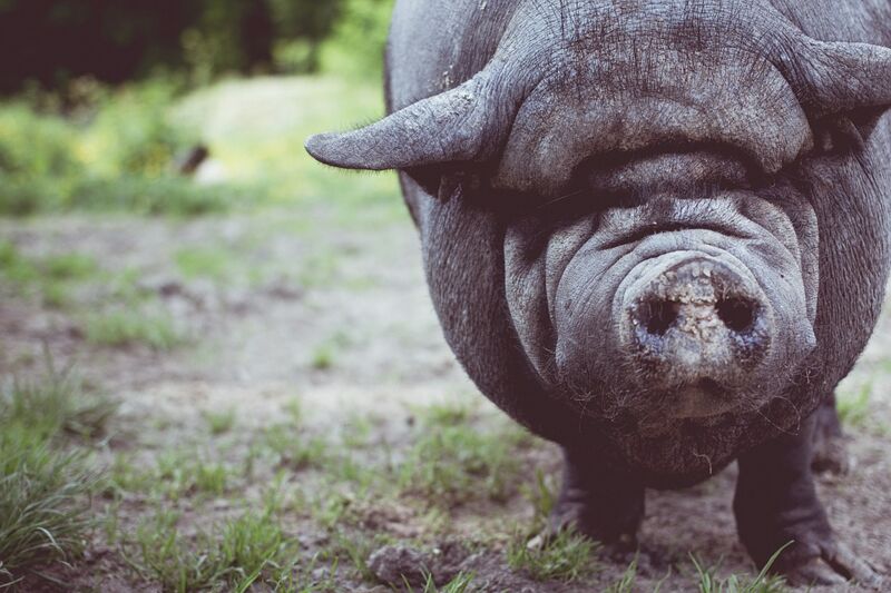 Области угрожает африканская чума свиней
