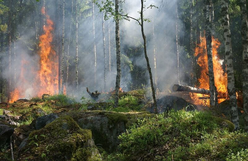 Тольяттинский лес снова горит