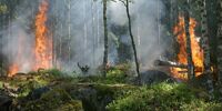 Тольяттинский лес снова горит