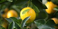 Лимоны становятся «золотыми»