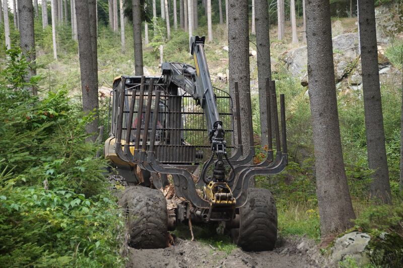 В Тольятти провалили программу по восстановлению леса