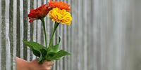 Поставку цветов по заказу властей снова выиграл Никита Дементьев
