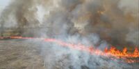 Пожар в «Бузулукском Боре» продолжается