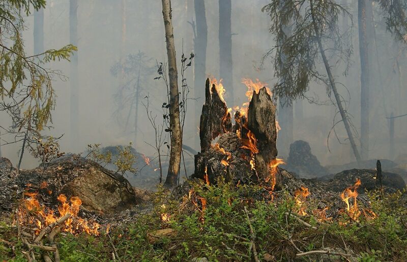 Лесные пожары в Самарской области не прекращаются
