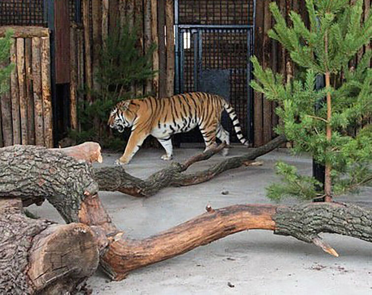 Тесные вольеры и странности с деньгами: в Самарском зоопарке нашли нарушения