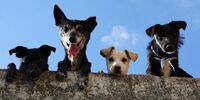 В Самарской области создали целый оперштаб для ловли собак