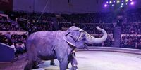 В Самарском цирке спасли животных