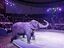 В Самарском цирке спасли животных