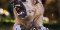 Из-за нападения собак на подростка в Новокуйбышевске возбуждено уголовное дело