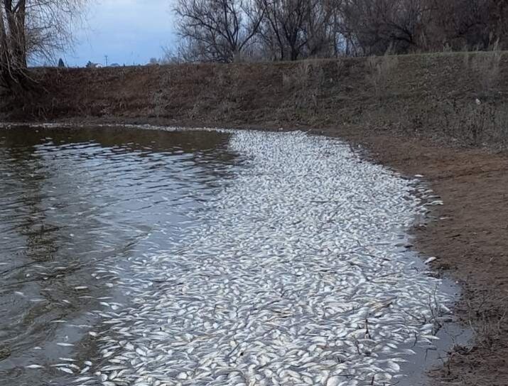 В Кинельском районе произошел замор рыбы