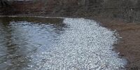 В Кинельском районе произошел замор рыбы