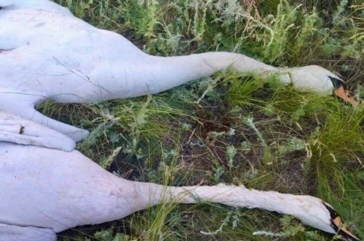 В Пестравском районе убили пару белых лебедей
