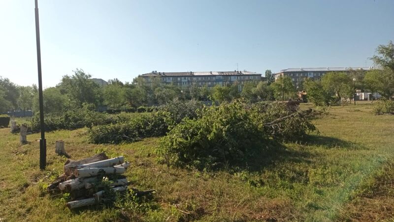 При строительстве театра в Новокуйбышевске уничтожат более 160 деревьев