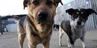 Новокуйбышевск заполонили стаи бродячих собак