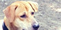 Дочерям женщины, погибшей от нападения собак, выплатят по 1 млн рублей
