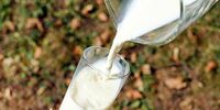 В Самарской области в обороте может находиться фальсифицированная молочная продукция