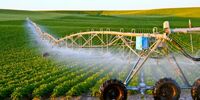 В Самарской области выявлены нарушения при предоставлении субсидий сельскохозяйственным производителям