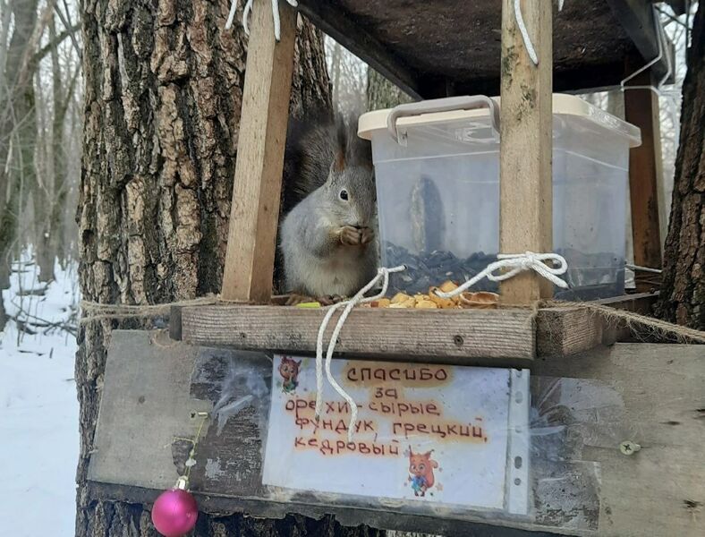 Под Тольятти неизвестные украли орехи у белок и птиц