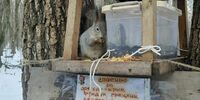 Под Тольятти неизвестные украли орехи у белок и птиц
