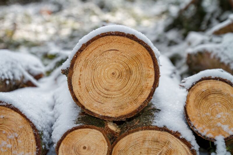 Вынесен приговор по делу о невывозе древесины