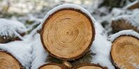 Вынесен приговор по делу о невывозе древесины
