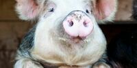 Самарских чиновников отделили от свиней