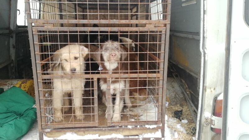 В Промышленном районе Самары отловили бездомных собак