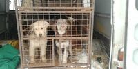 В Промышленном районе Самары отловили бездомных собак