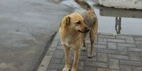 В Самаре снова возбудили уголовное дело из-за нападения собак