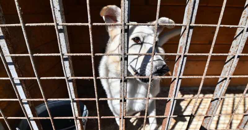 В Тольятти чиновники «забыли» заключить договор на отлов собак