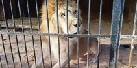 В Самарском зоопарке умер африканский лев