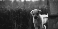 В Самарской области могут разрешить умерщвлять отловленных собак